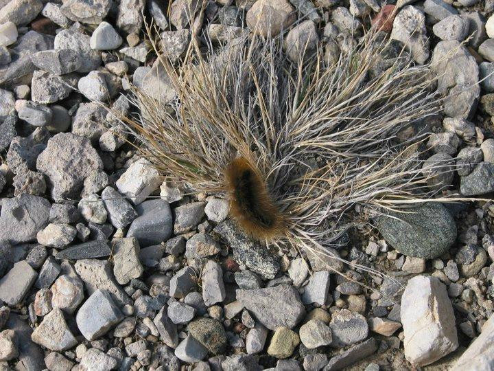 Thule Air Base-Qaanaaq必去景点