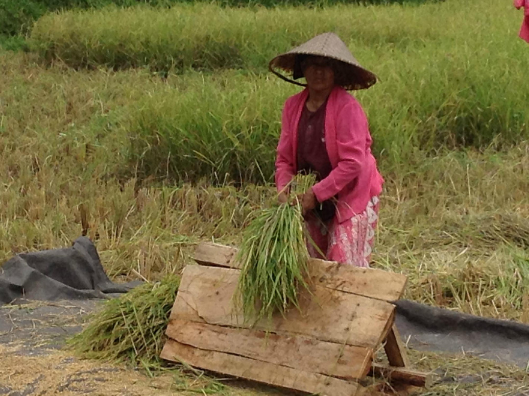 Herb Walk-邦利必去景点