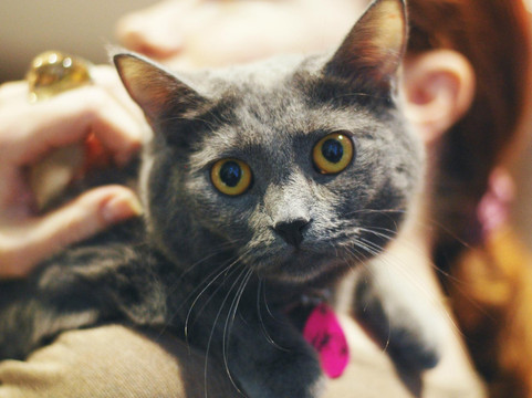 Catcafe Cats & People-莫斯科必去景点