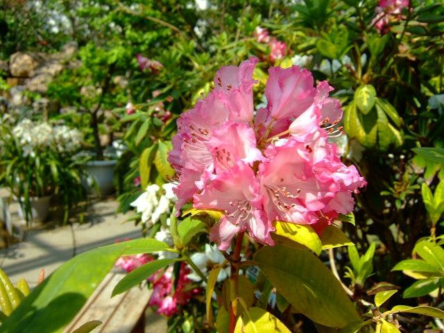 Tomokomai City Sun Garden景点图片