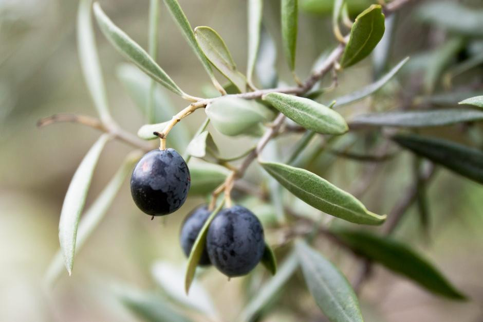 Wollundry Grove Olives景点图片