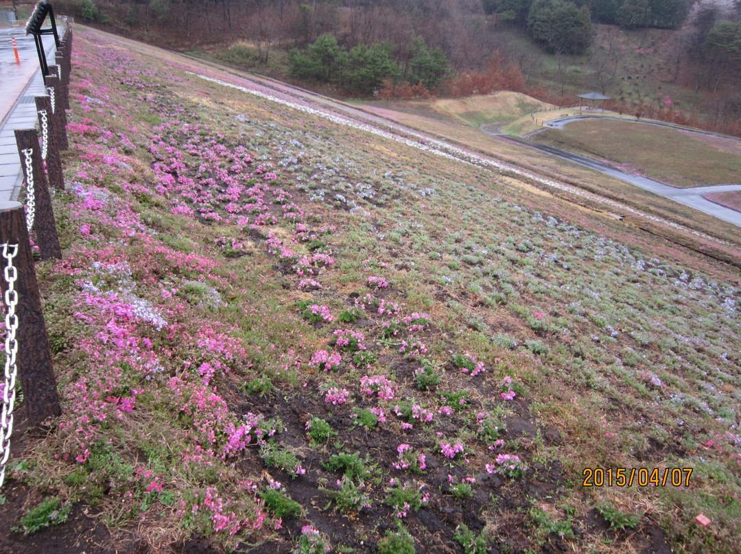Shibazakura Matsuri-市贝町必去景点