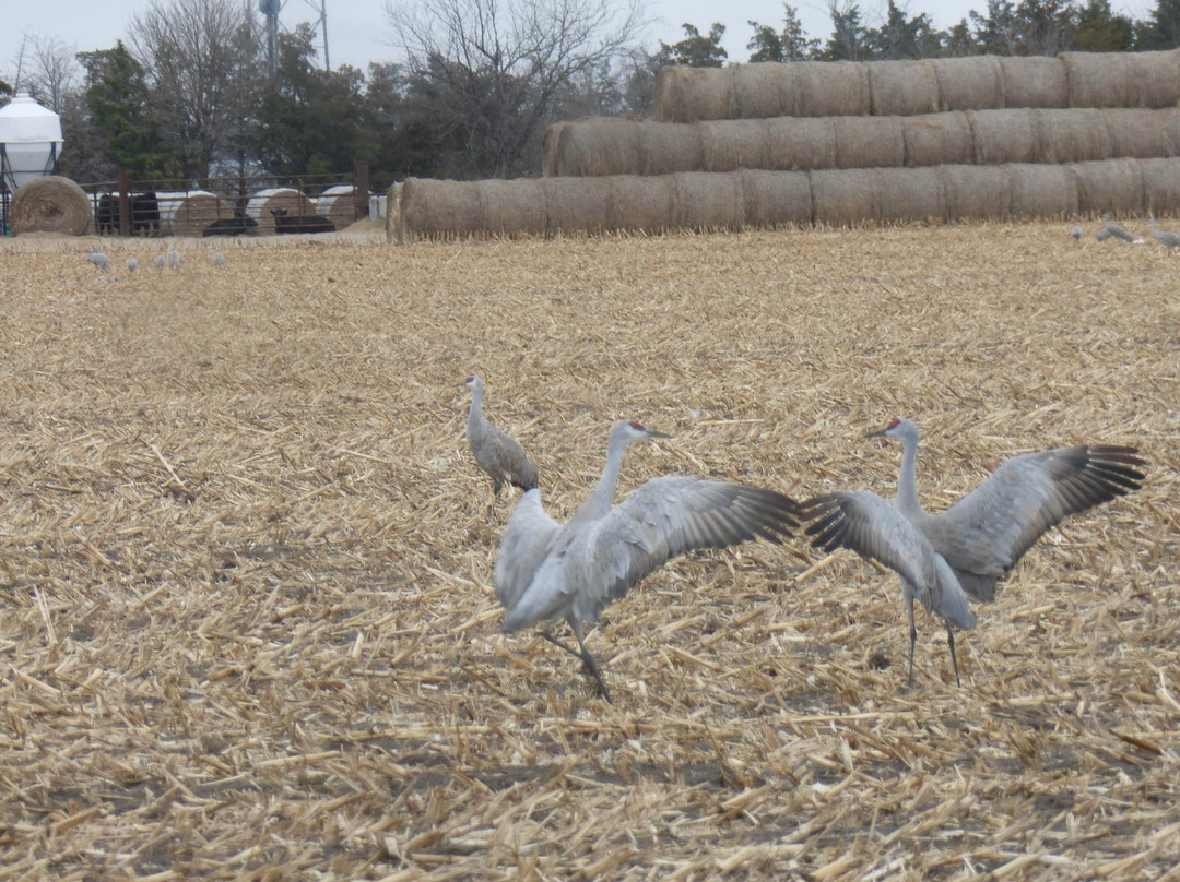 Platte River-格兰德岛必去景点