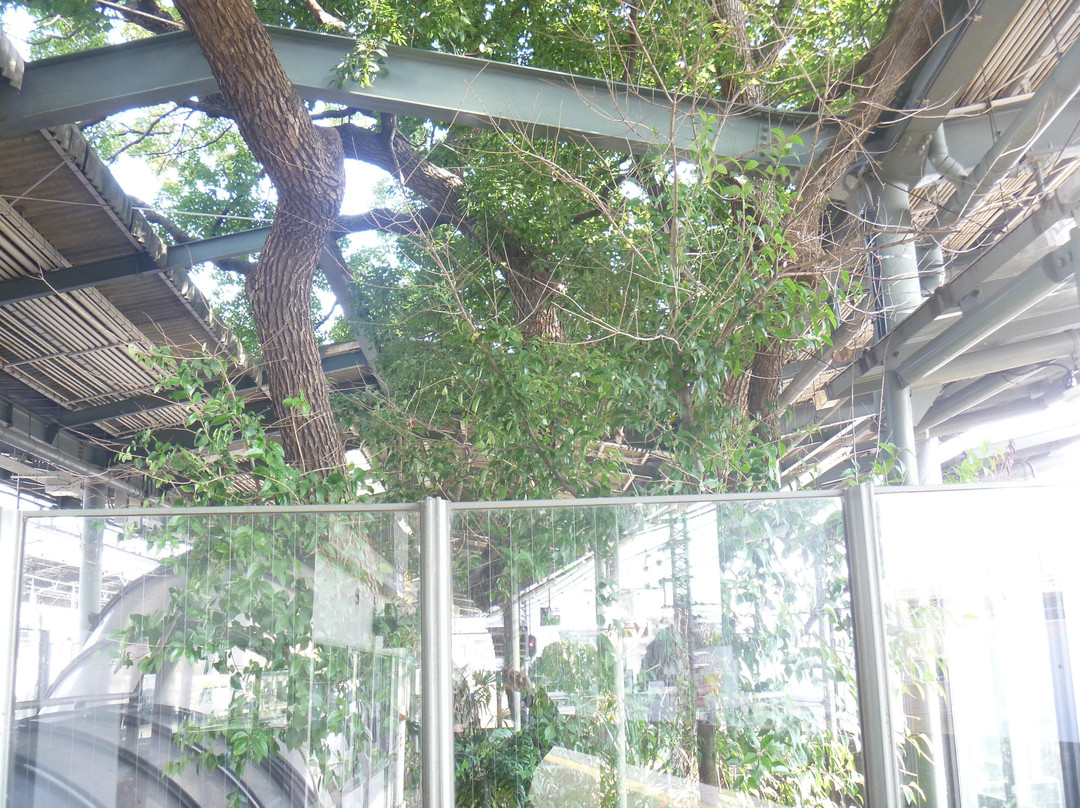 Kayashima Shrine-寝屋川市必去景点