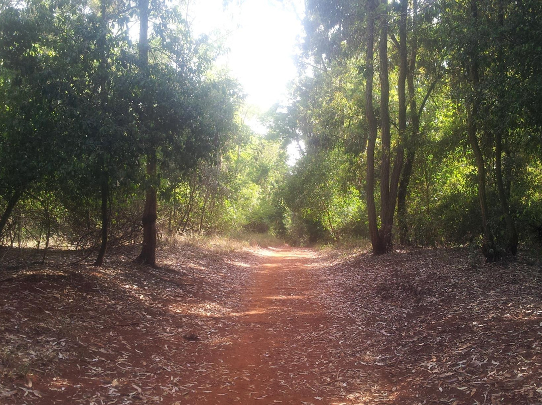 Karura森林-内罗毕必去景点