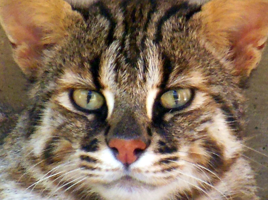 Tsushima Wildlife Conservation Center-对马市必去景点