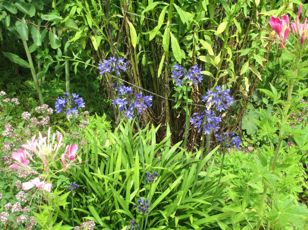 Winsford Walled Garden