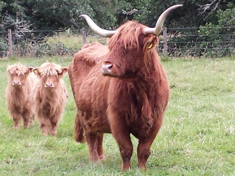 Ness Tours-因弗内斯必去景点