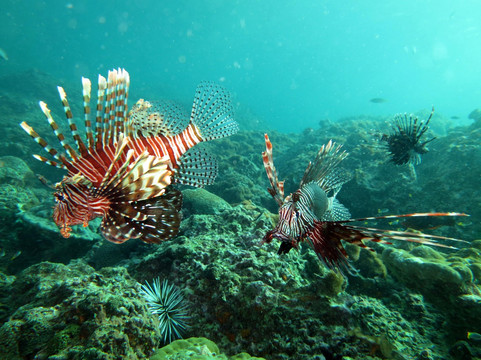 无重力潜水中心-查龙必去景点