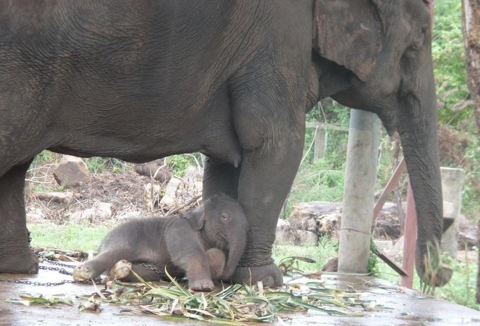 Sappraiwan Elephants Sanctuary景点图片