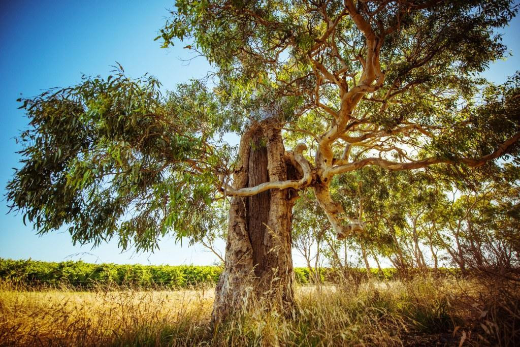 Shaw Family Vintners-Goolwa必去景点