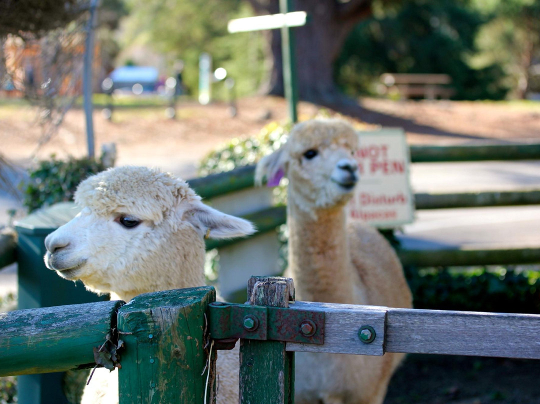 Australian Alpaca Centre-Berrima必去景点