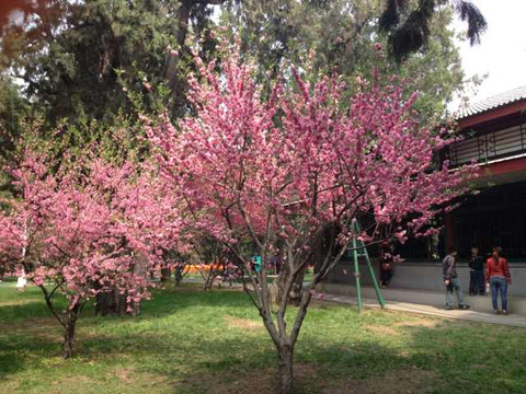 中山公园-北京市必去景点