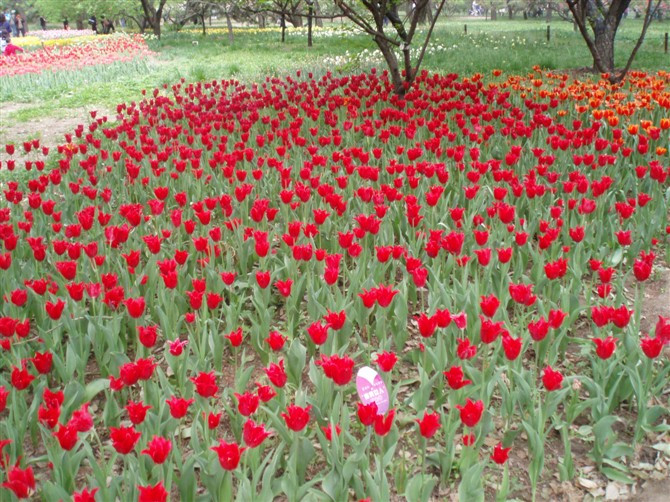 石家庄植物园-鹿泉市必去景点