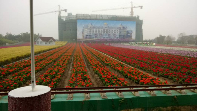 百万葵园-广州市必去景点