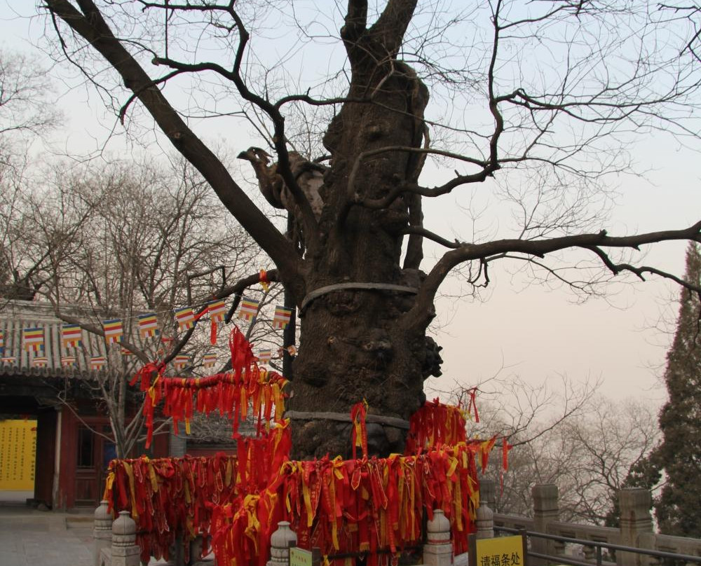 戒台寺古松-北京市必去景点