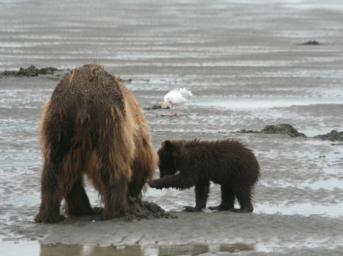 Smokey Bay Air-荷马必去景点