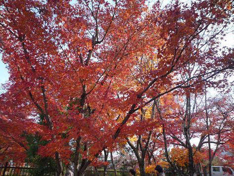 天龙寺-京都市必去景点