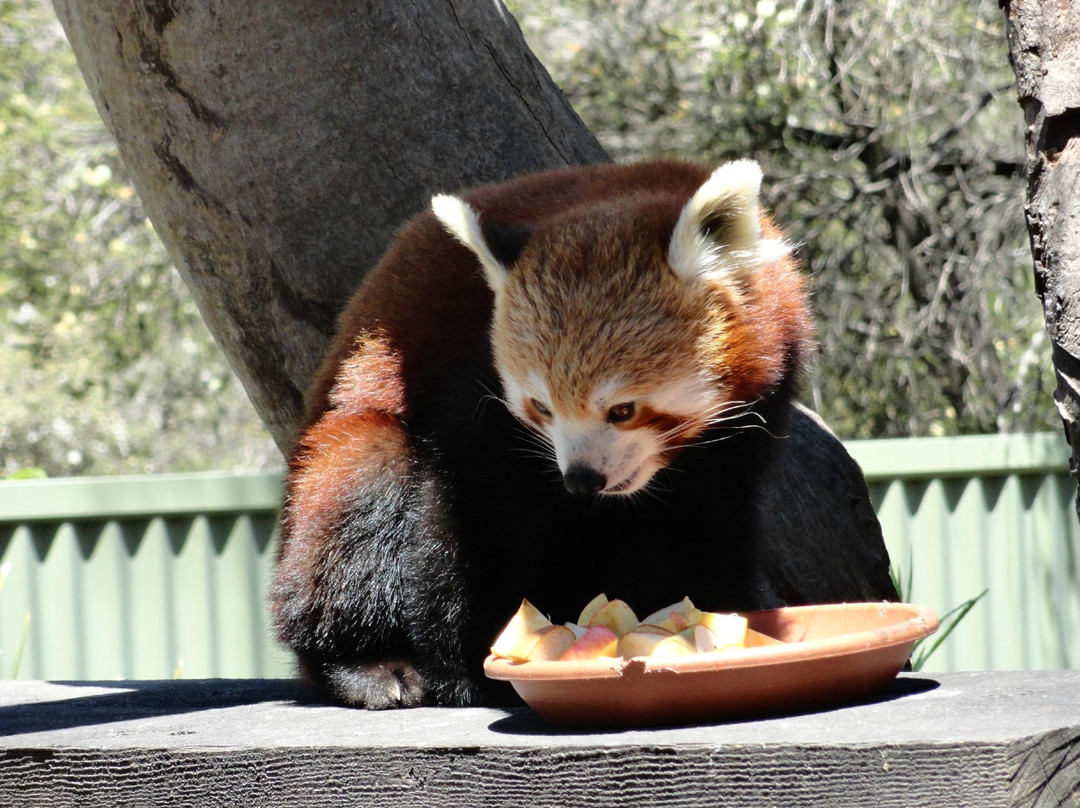 Halls Gap Zoo-贺思盖必去景点
