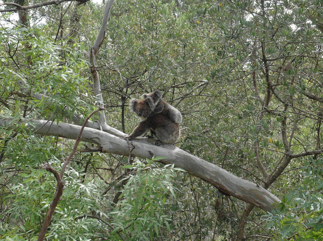 Bums On Seats Day Tours-阿德莱德必去景点