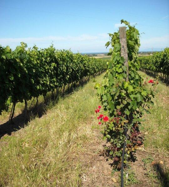 Zona Artigianale Localita Campomorto旅游景点-La Piccola Vigna