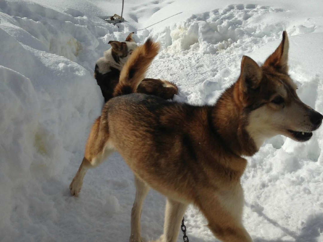 Athabaska Dogsledding - Scuola di Sleddog景点图片