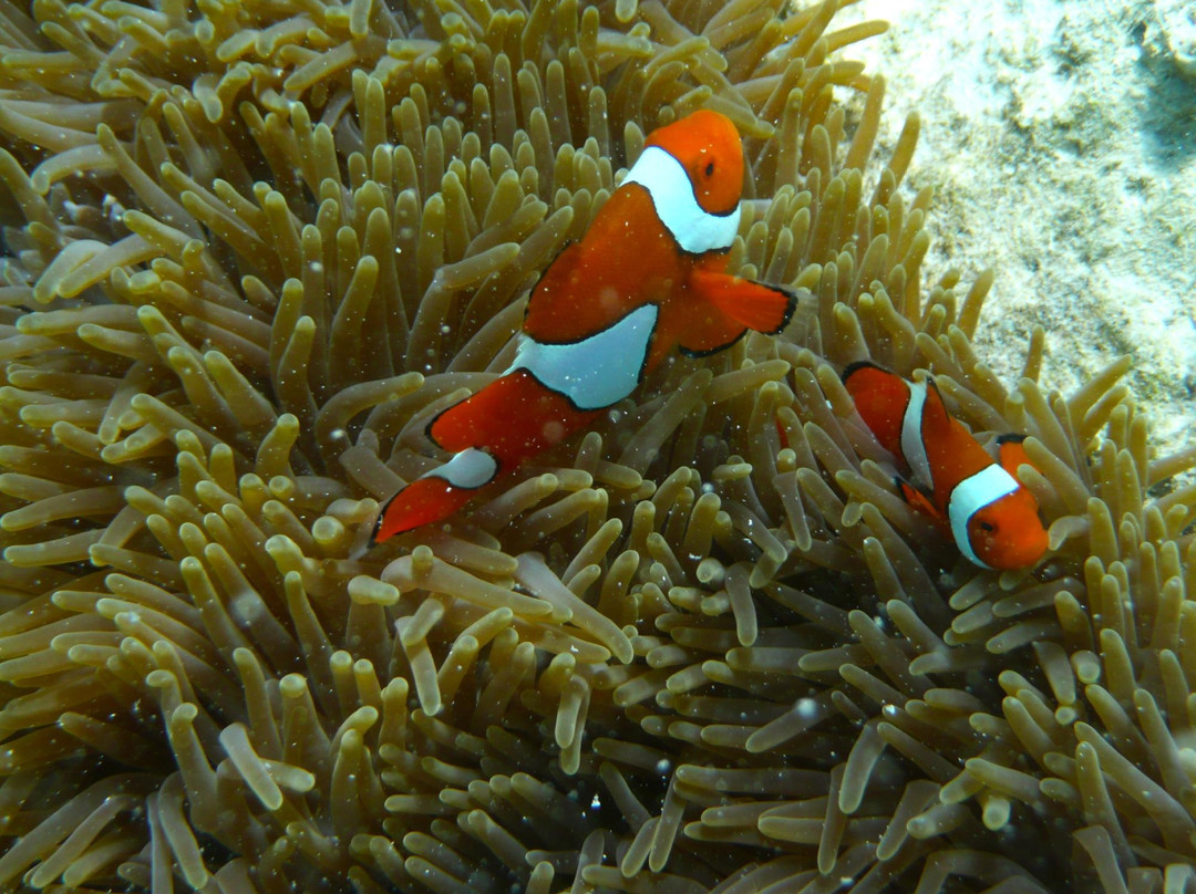 天堂礁浮潜之旅-凯恩斯必去景点