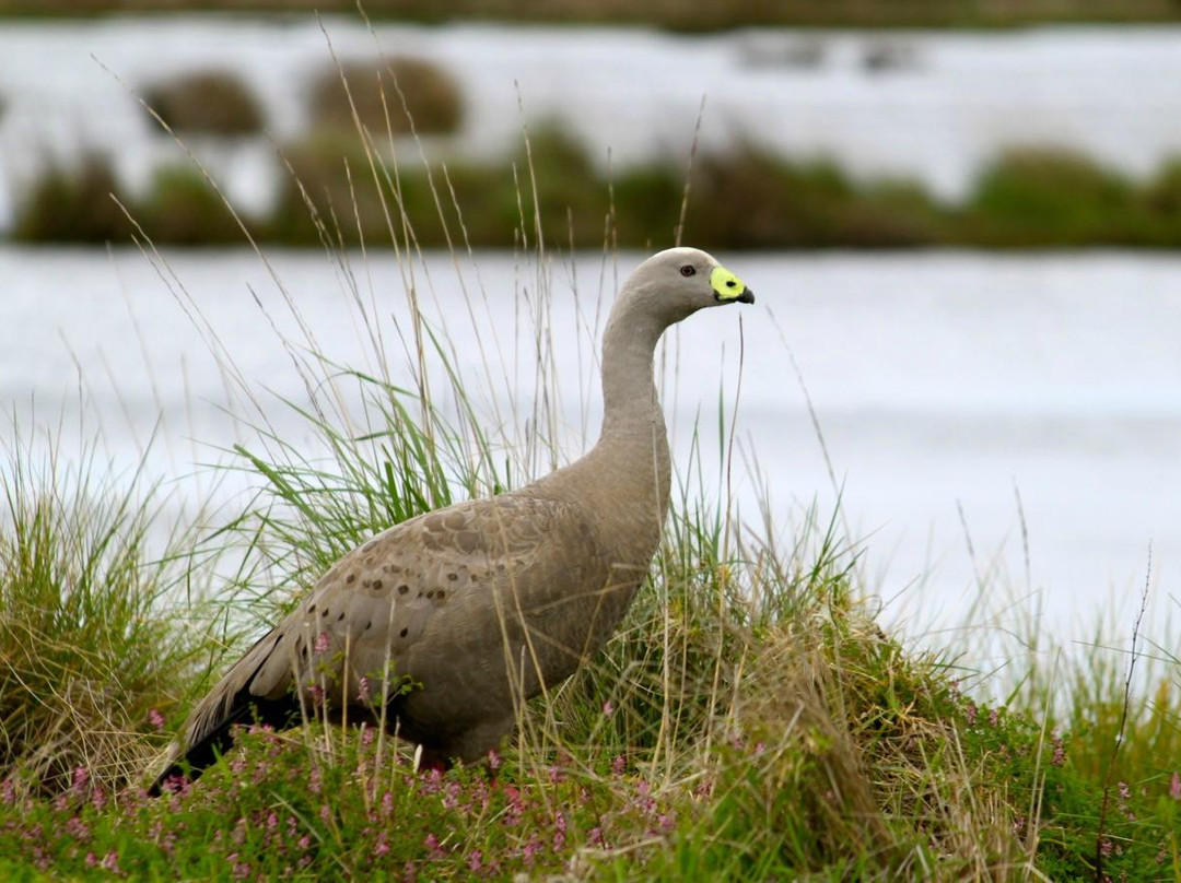 Fisher's Wetland-Newhaven必去景点