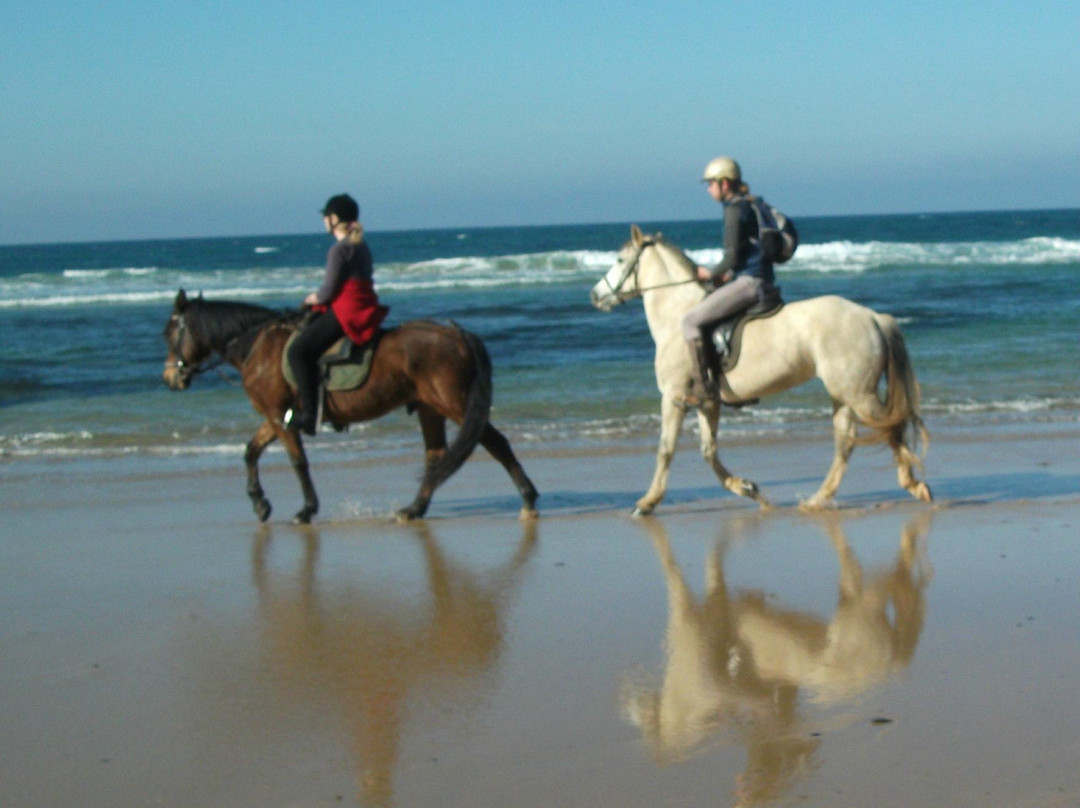 Horses in the Sun景点图片