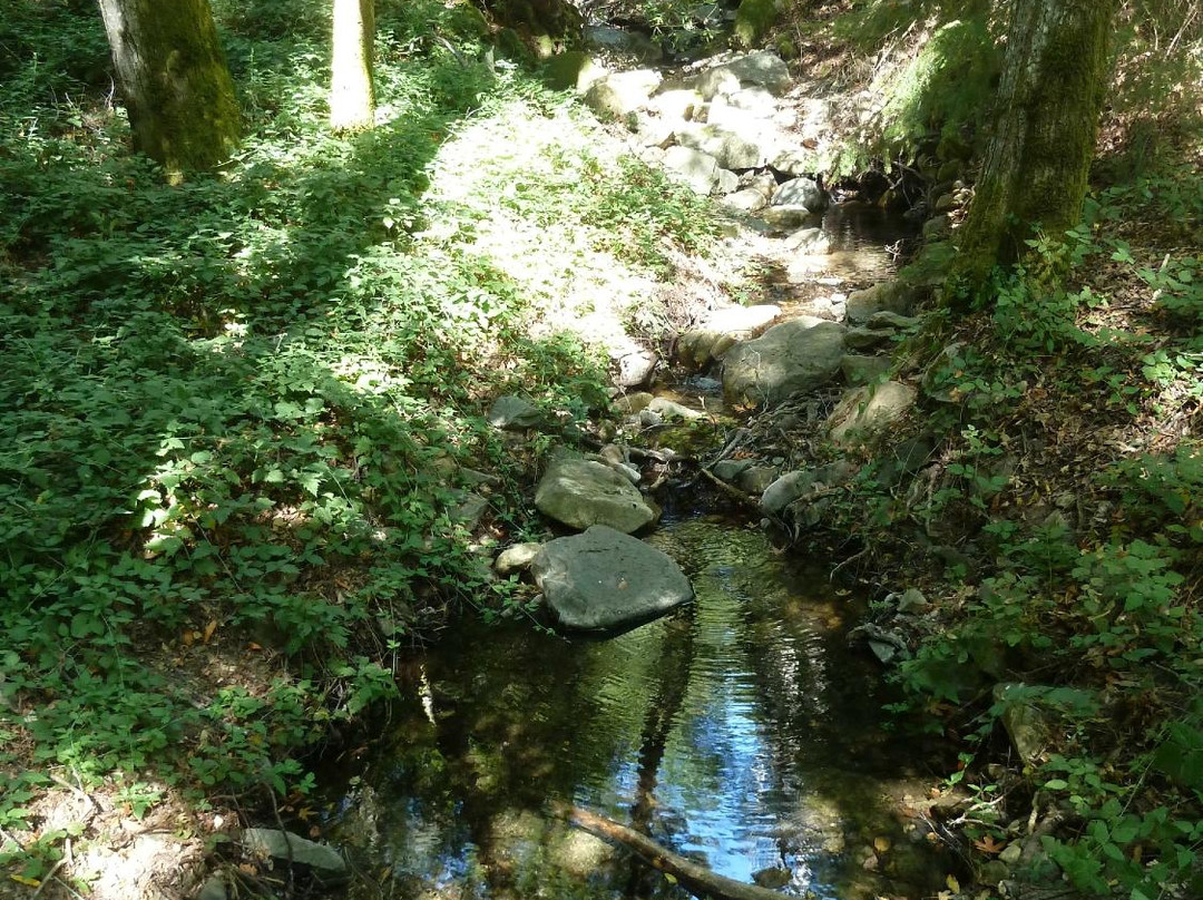 Uvas Canyon County Park-摩根希尔必去景点