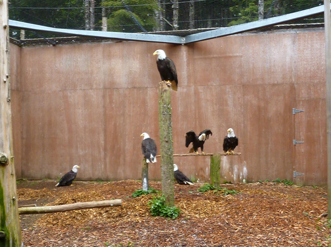 Prince Rupert Wildlife Rehab Shelter景点图片