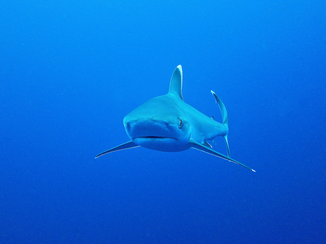 Back To Basics Adventures-Ponta do Ouro必去景点