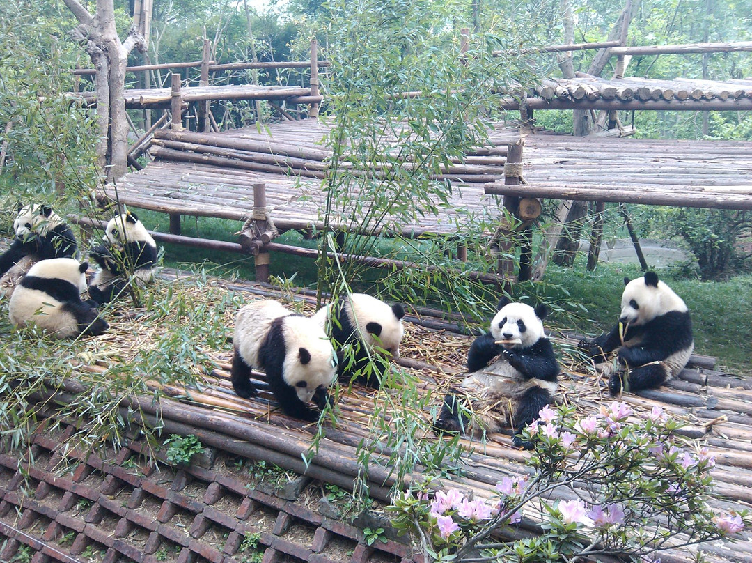 YakPanda-成都必去景点