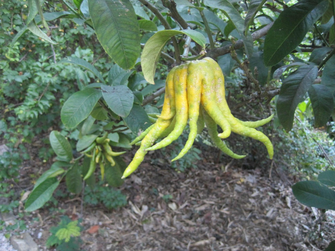 Jardin Botanique Val Rahmeh - Menton-芒通必去景点