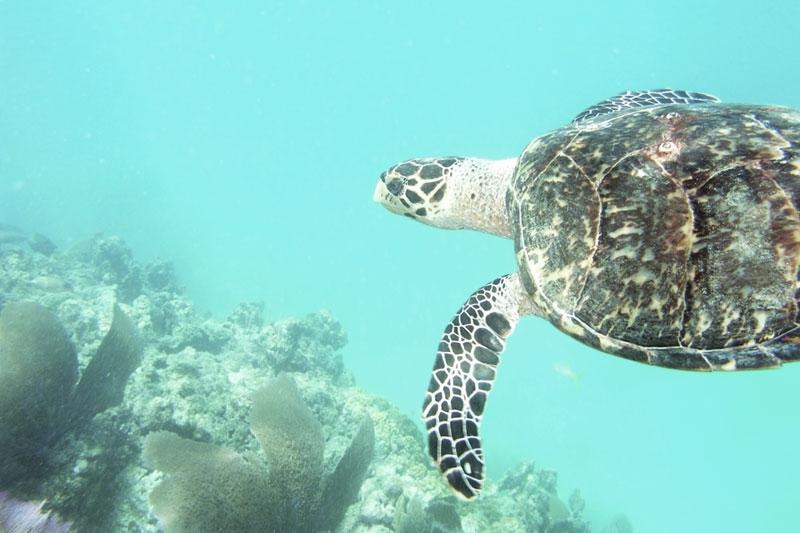 Isla Nena Scuba景点图片
