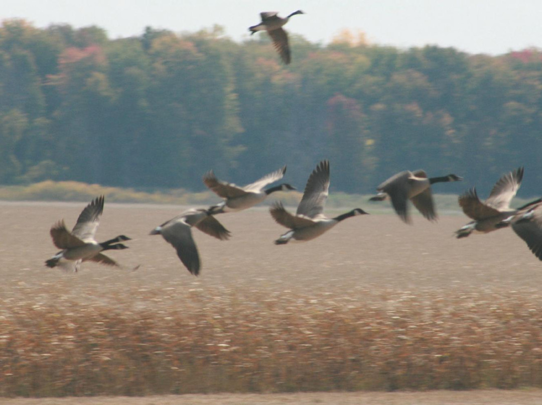Shiawassee National Wildlife Refuge景点图片