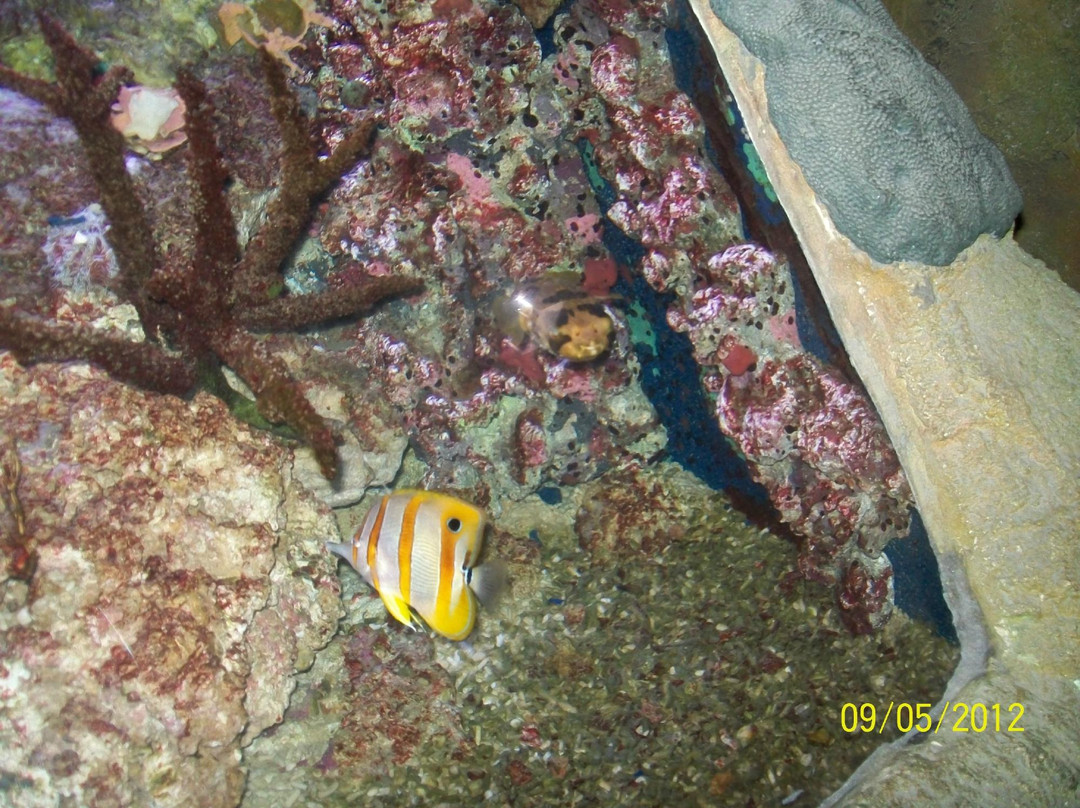 Sea Life景点图片
