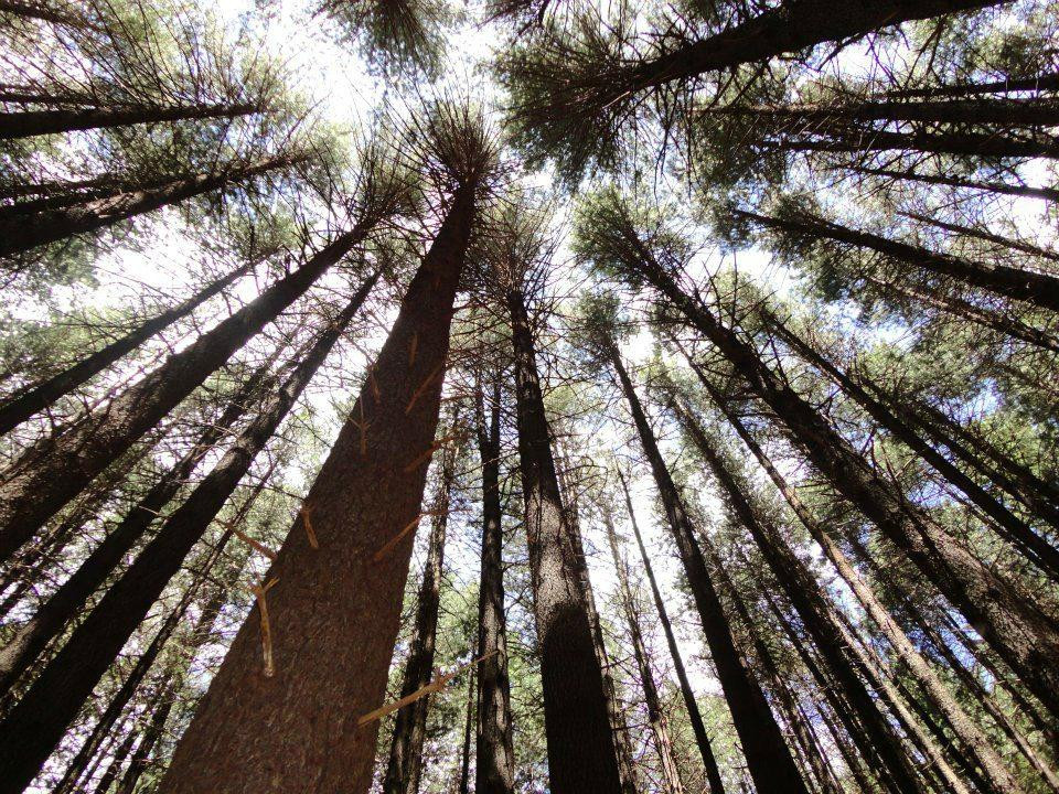 Sugar Pine Walk景点图片