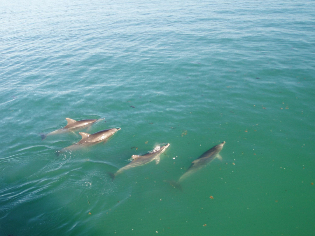 Dolphin Watch Cruises-赫斯基森必去景点