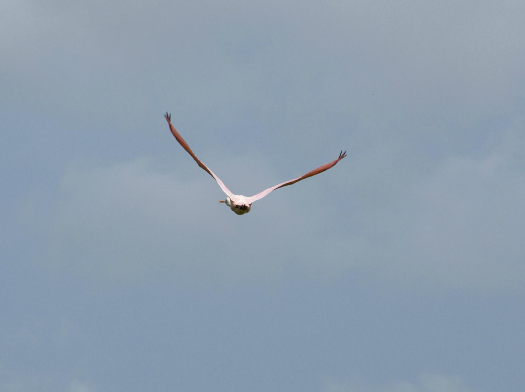 Eric Hagen Airboat and Fishing Charters-奥兰多必去景点