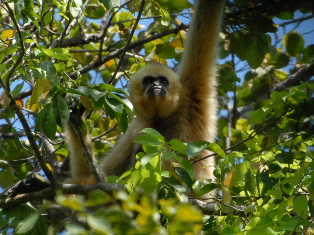 Gibbon Spotting Cambodia Adventure Tours景点图片
