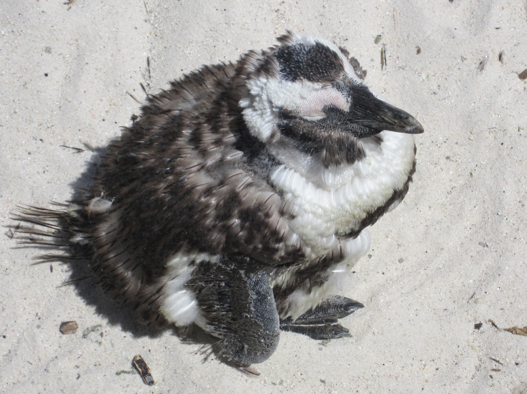 Discovery Tours - Day Tours-开普敦中心区必去景点