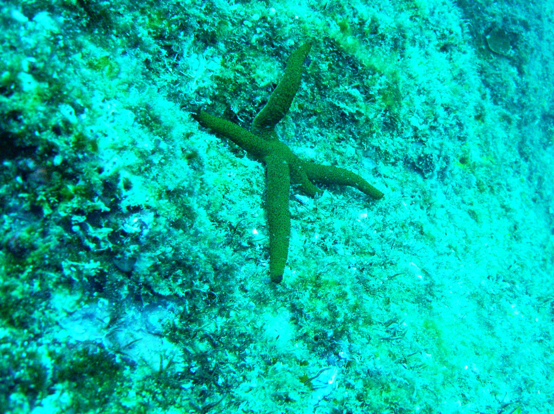 Wolf Rock Dive Centre景点图片