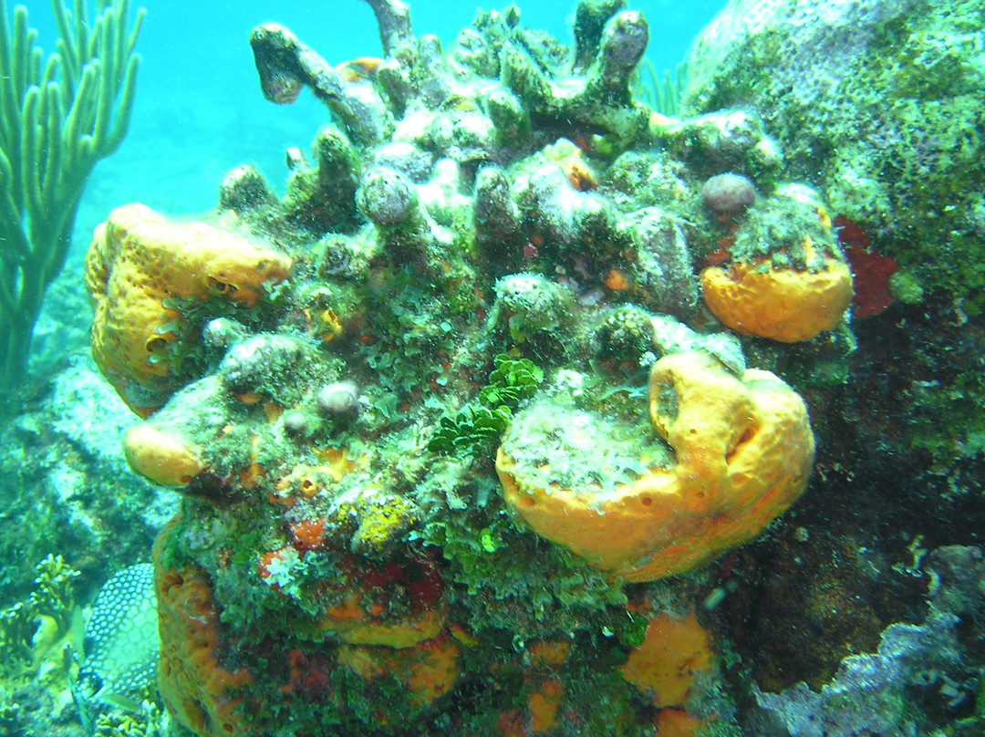 Jolly Dive Center景点图片