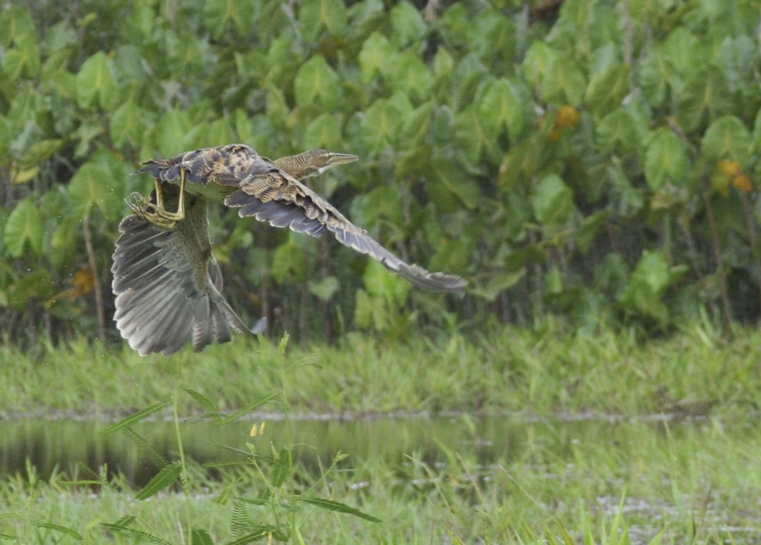 Kaw-Arrondissement of Cayenne必去景点