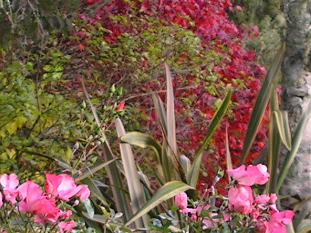 Te Popo Gardens景点图片