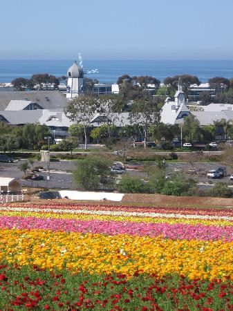 The Flower Fields at Carlsbad Ranch-卡尔斯巴德必去景点