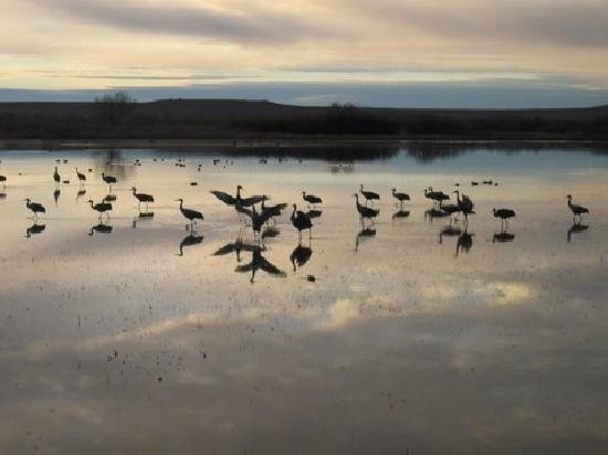 Bosque del Apache National Wildlife Refuge-San Antonio必去景点