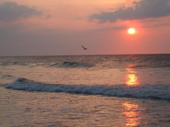 Carolina Beach State Park景点图片