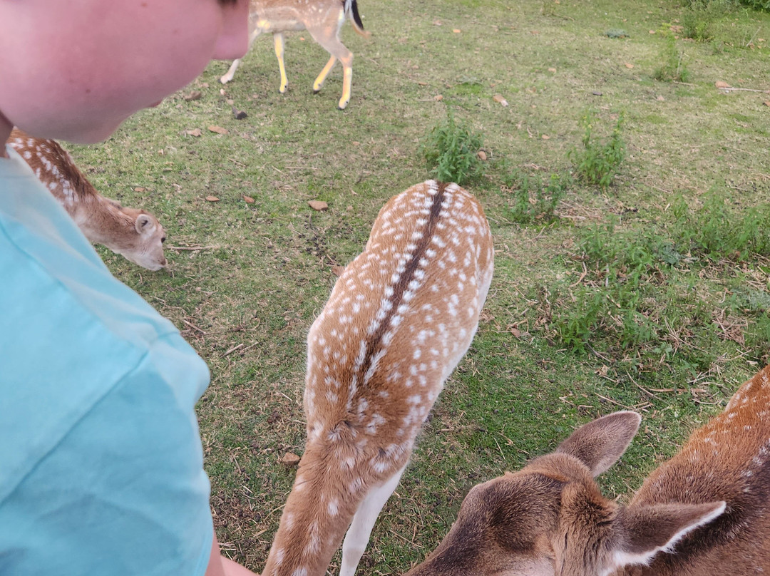 Deer Park Motor Inn Armidale主图